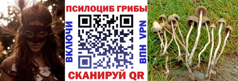 Галлюциногенные грибы Psilocybe  купить наркоту  Кологрив 